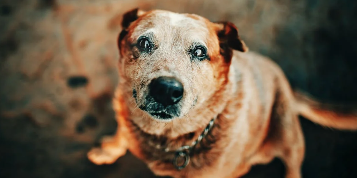 Woman adopts senior dog who dies 28 days later Upworthy