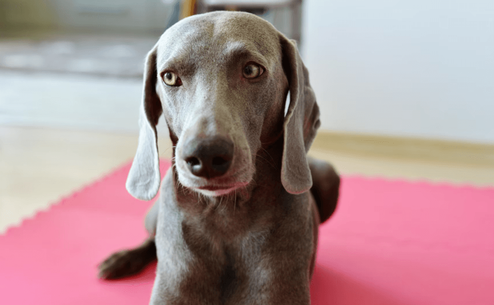 People think a Weimaraner was a &apos&semi;human in a past life&apos&semi; because of his classy table manners