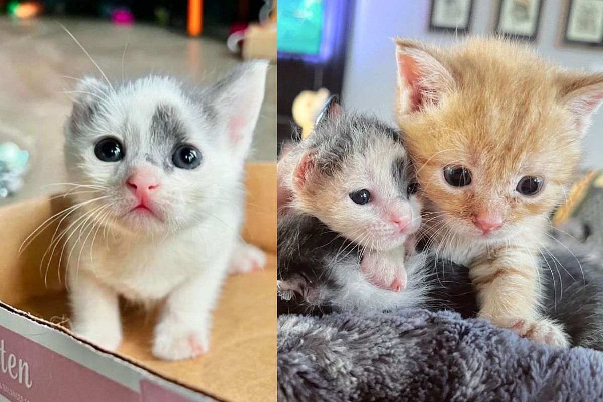 Kittens Found at Loading Dock Just Hours Old, One of Them Has One Ear and the Spirit of a Warrior Cat