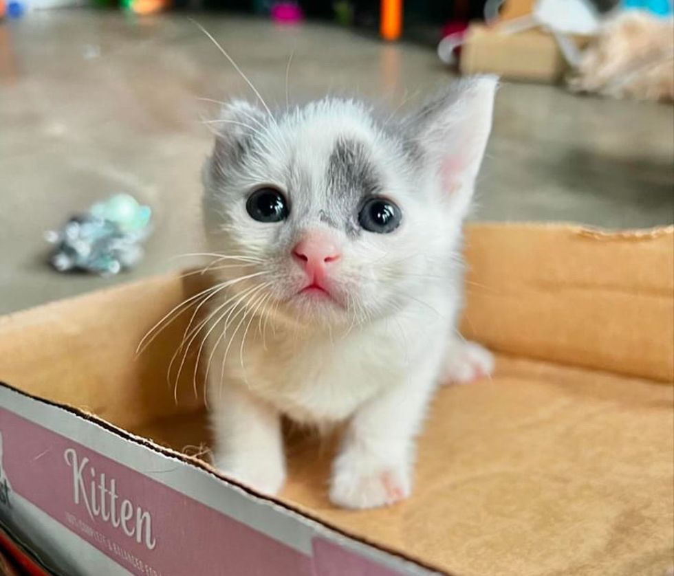 kitten 1  receptor  cute