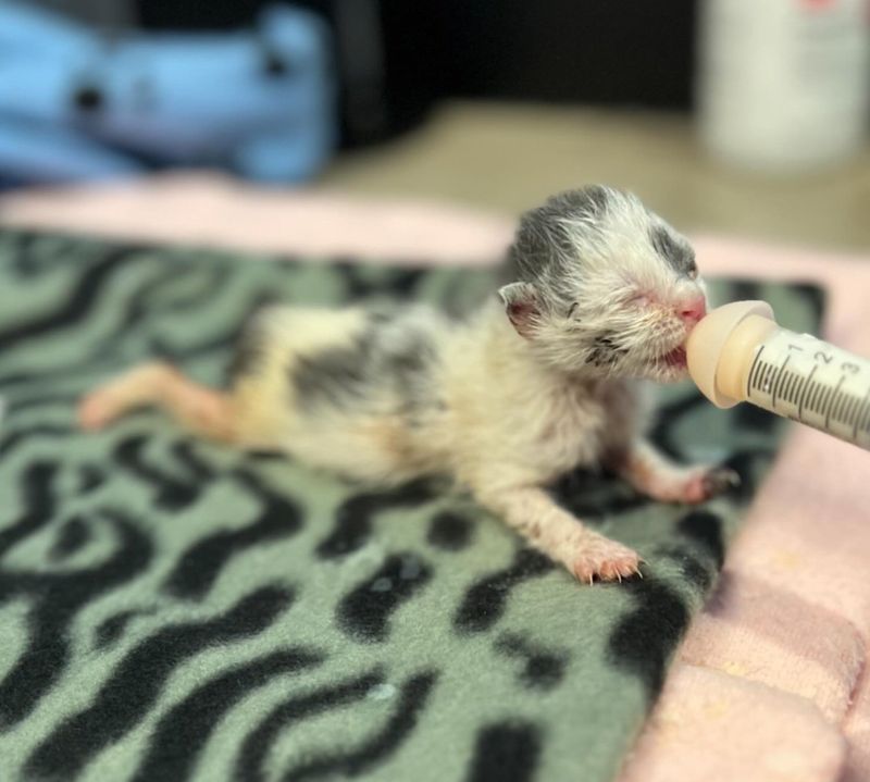 kitten rescued feeding