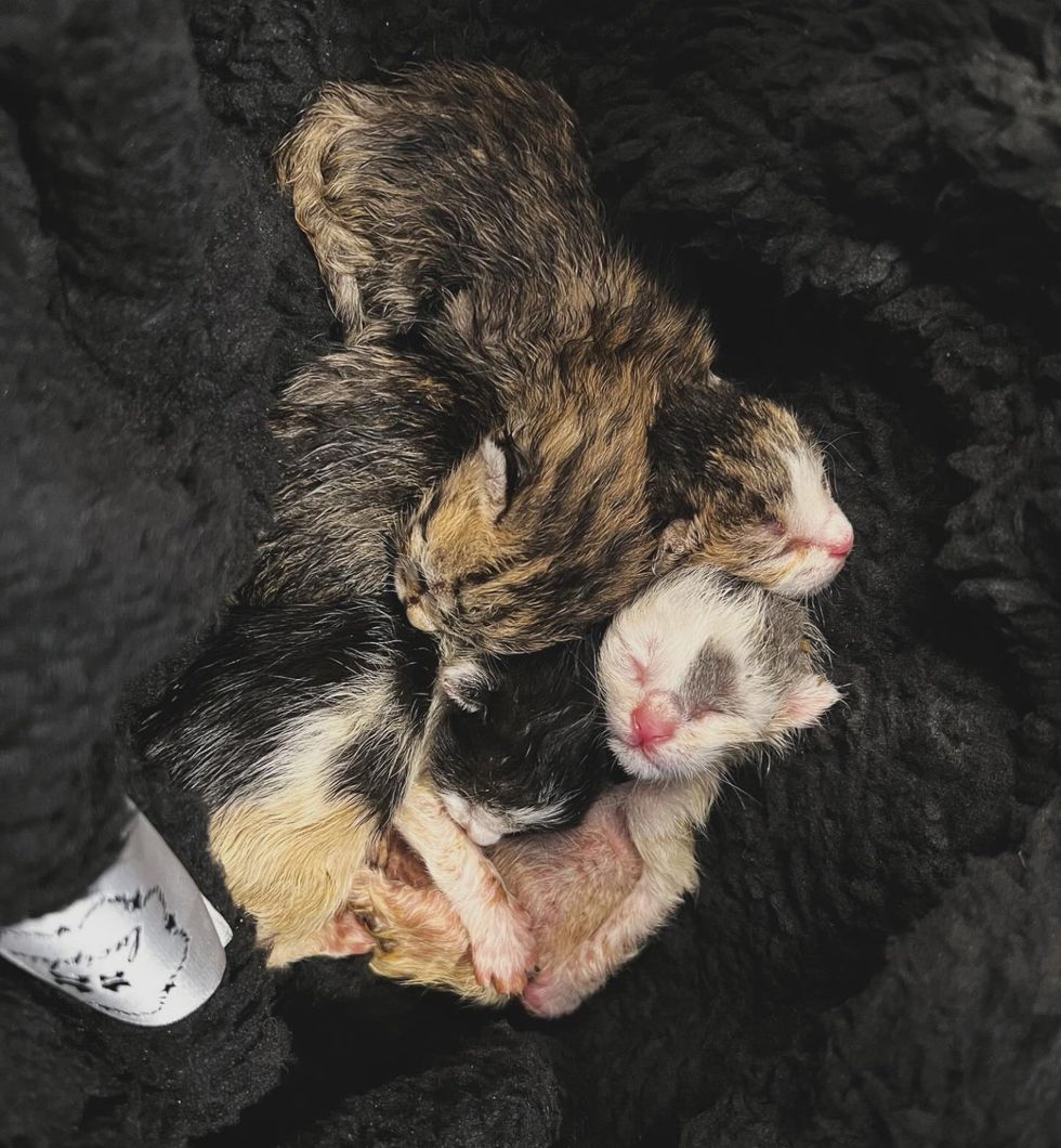 tiny kittens sleeping pile