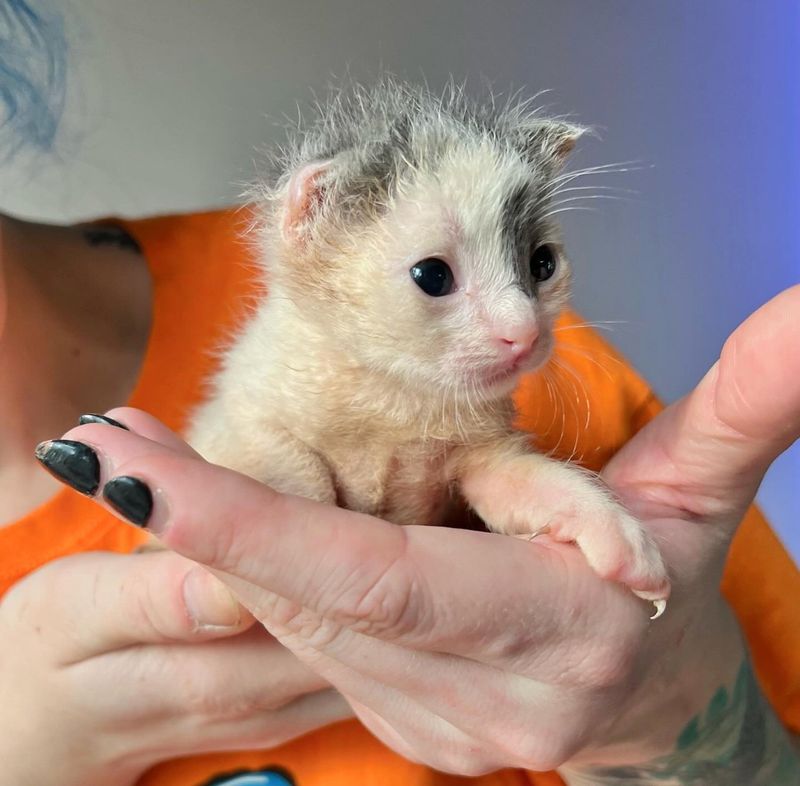 tiny kitten one ear