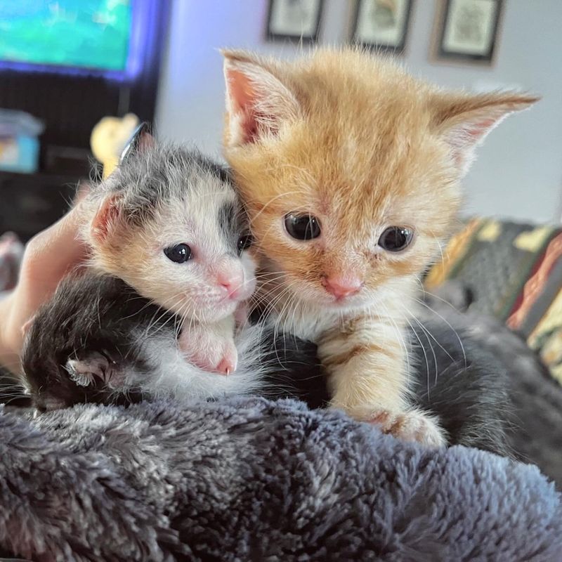 big small kittens pile