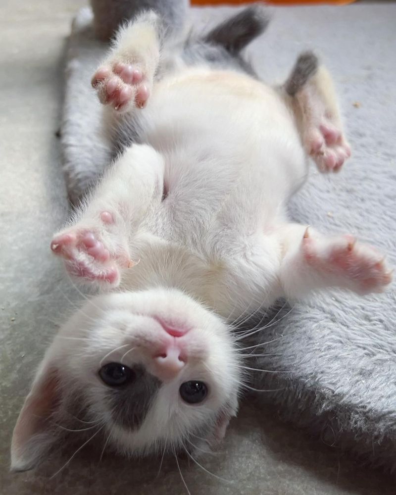 one eared kitten rolling