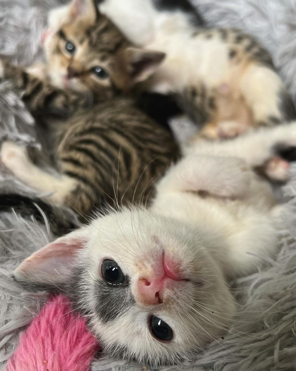 kittens snuggling fluffy bed