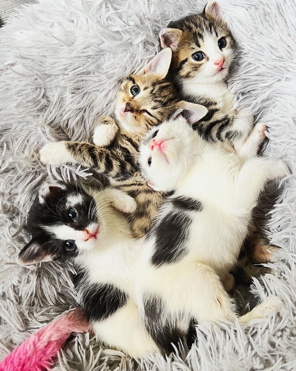 snuggling kittens fluffy bed