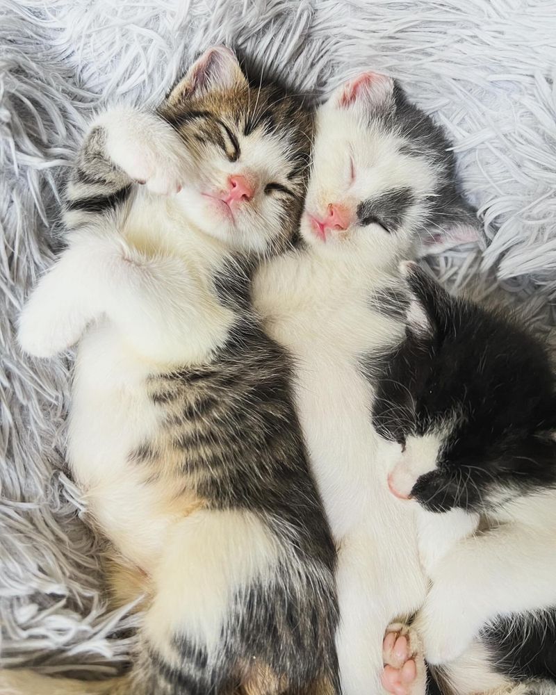 sleeping snuggling kittens