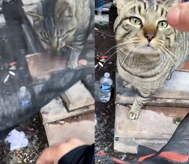 friendly stray cat tabby