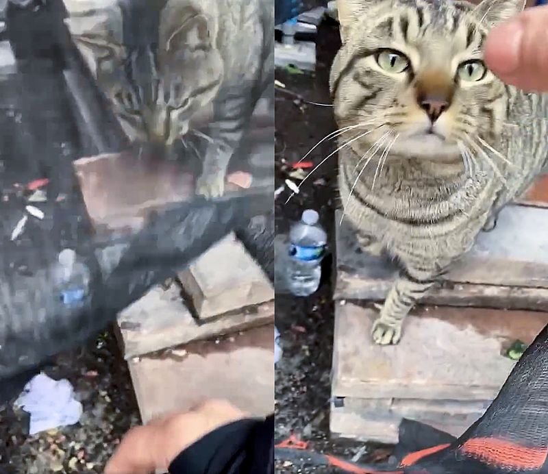 friendly stray cat tabby