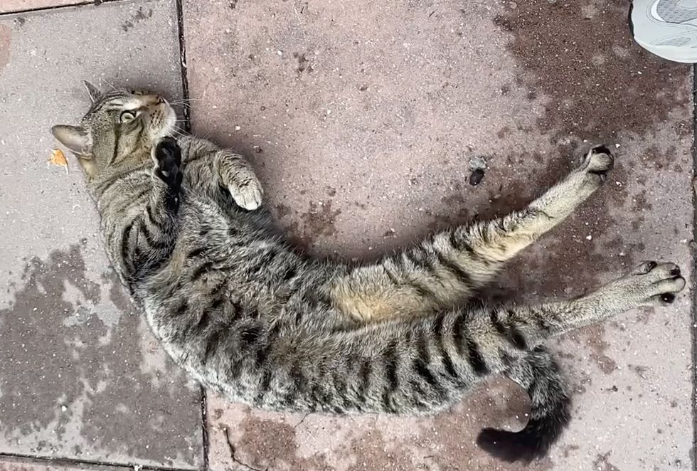 friendly tabby cat stray