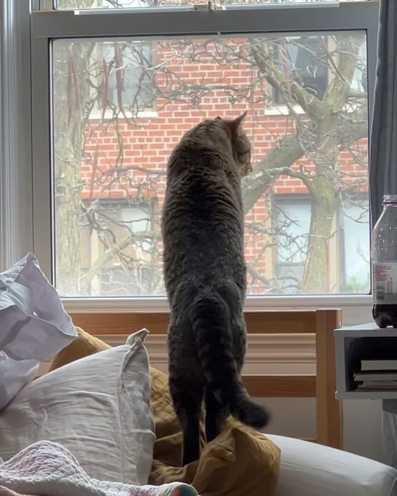 cat window watching