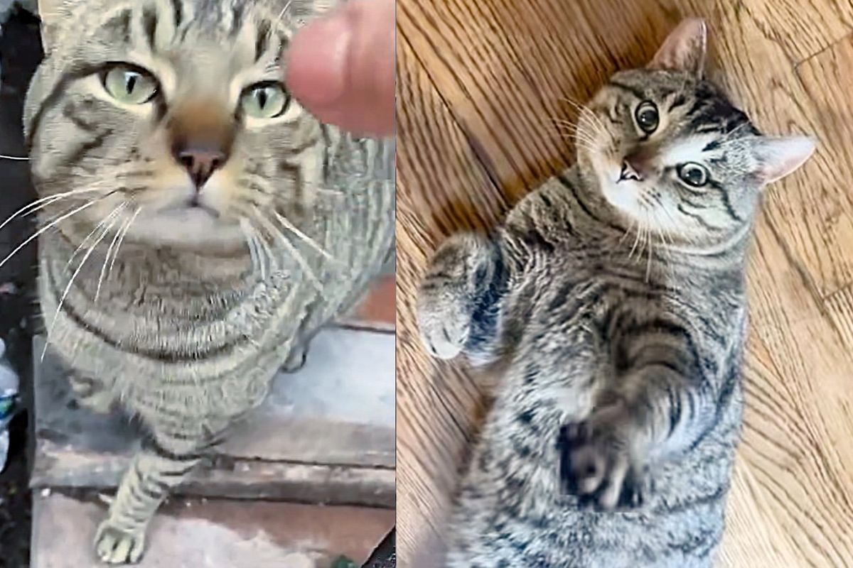 Woman Hears Cat Screaming Near Building and Comes to Find Sweetest Gentle Giant She's Ever Met