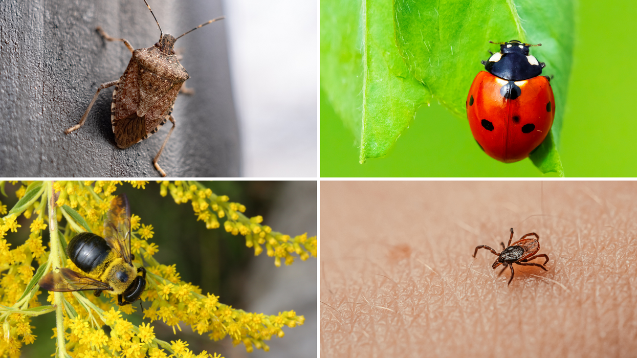 16 ways to spot these Southern bugs
