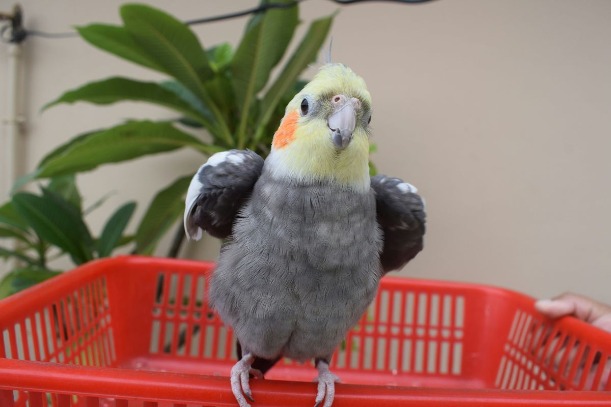 cockatiel sitting on the edge of a basket