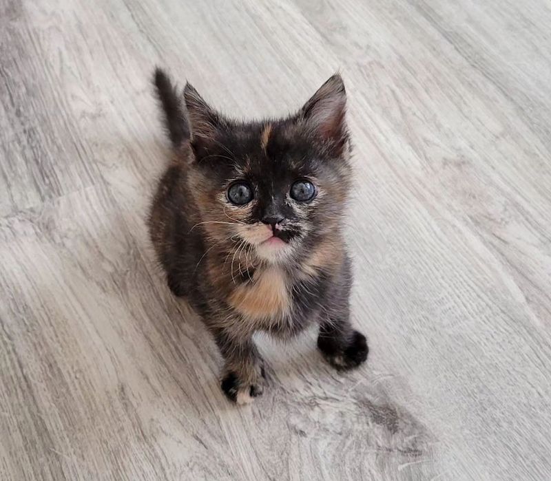 tortie kitten sweet