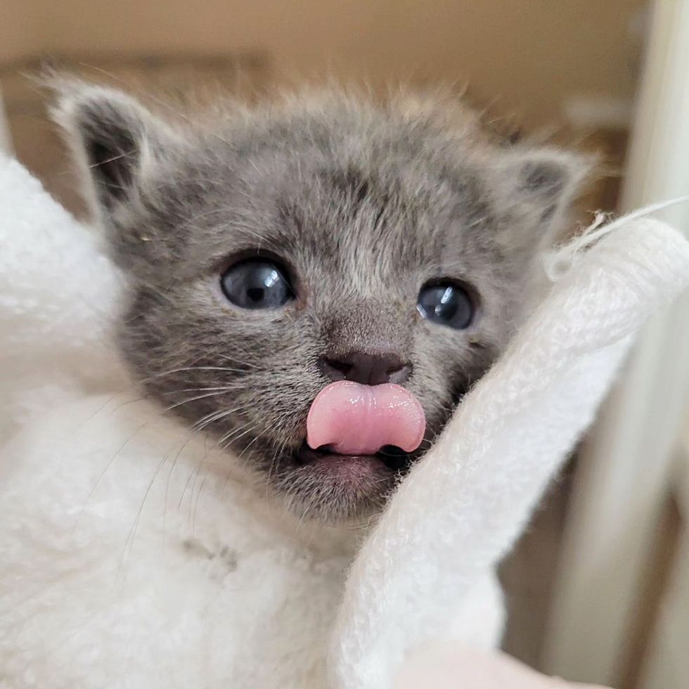 sweet kitten tongue