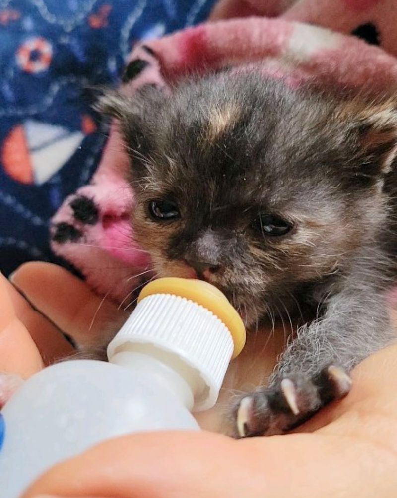 sweet bottle kitten