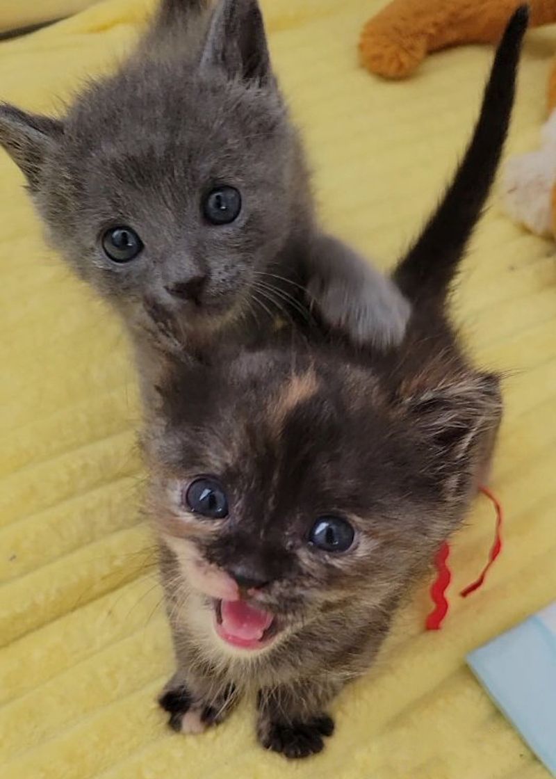 kittens happy playful playpen