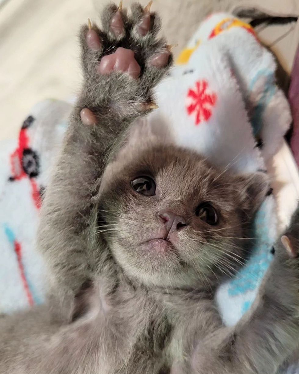 snuggly kitten paw