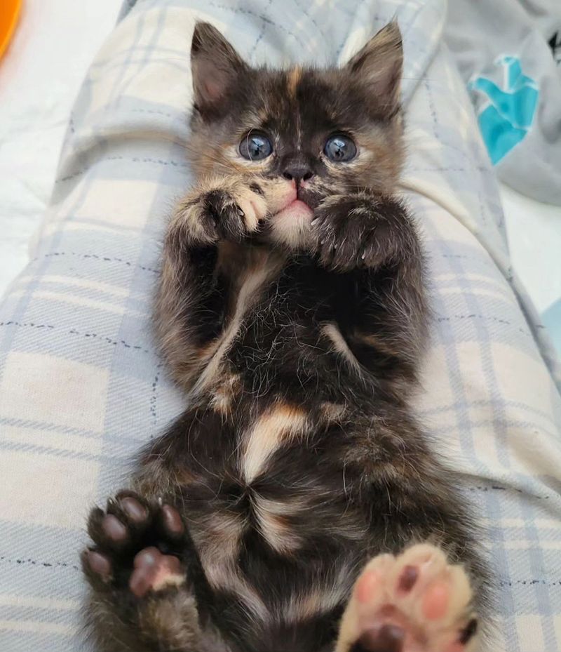 snuggly tortie kitten lap cat