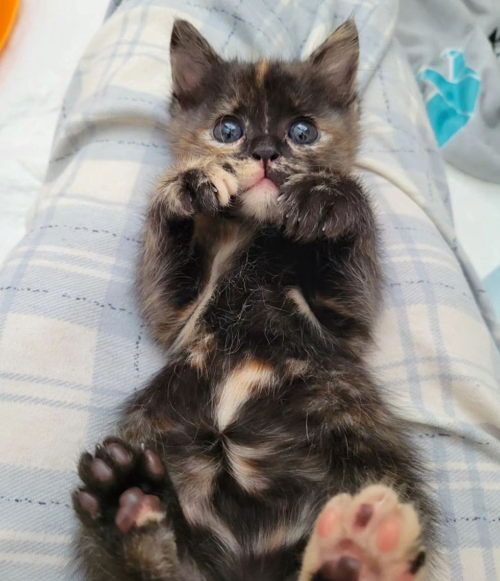 snuggly tortie kitten thigh  cat