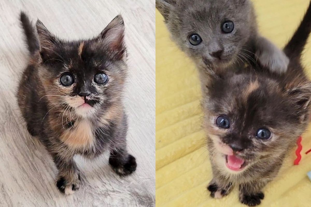 Kittens Born Days Early, the Size of Little Mice, Now They Live as Though They Can Take on the World