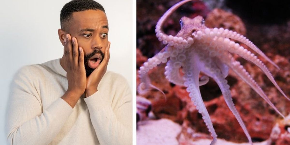 Dad and son had no idea their pet octopus would soon hatch 50 eggs. Cue wholesome chaos.