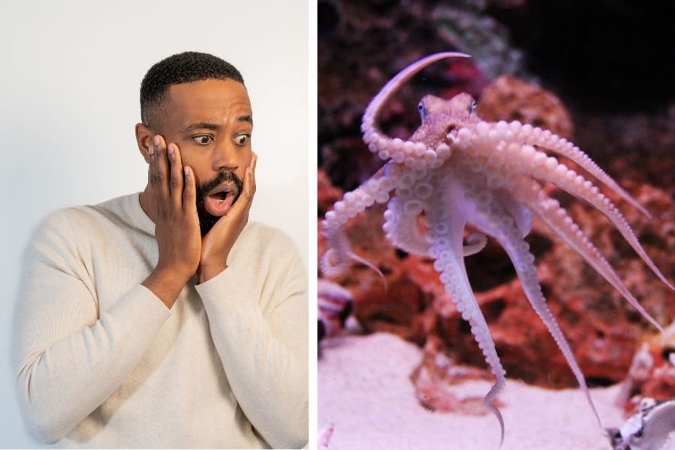 Dad and son had no idea their pet octopus would soon hatch 50 eggs. Cue wholesome chaos.