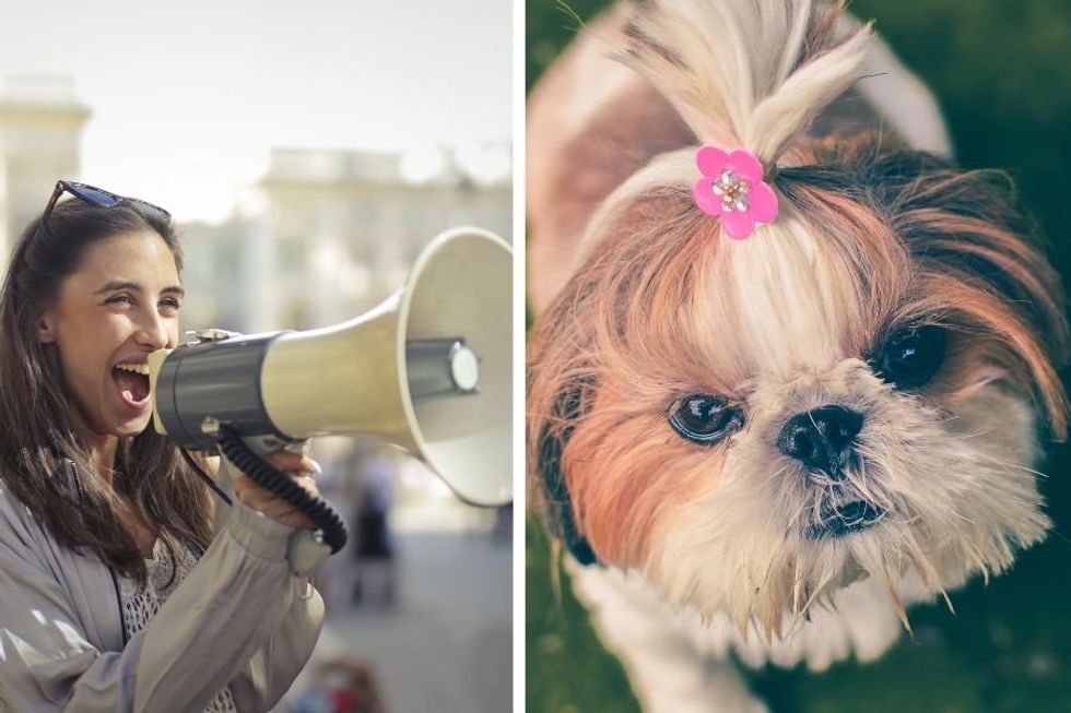Dog mom&apos;s pre-grooming pep talk to her 3 Shih-Tzus is pure comedy gold
