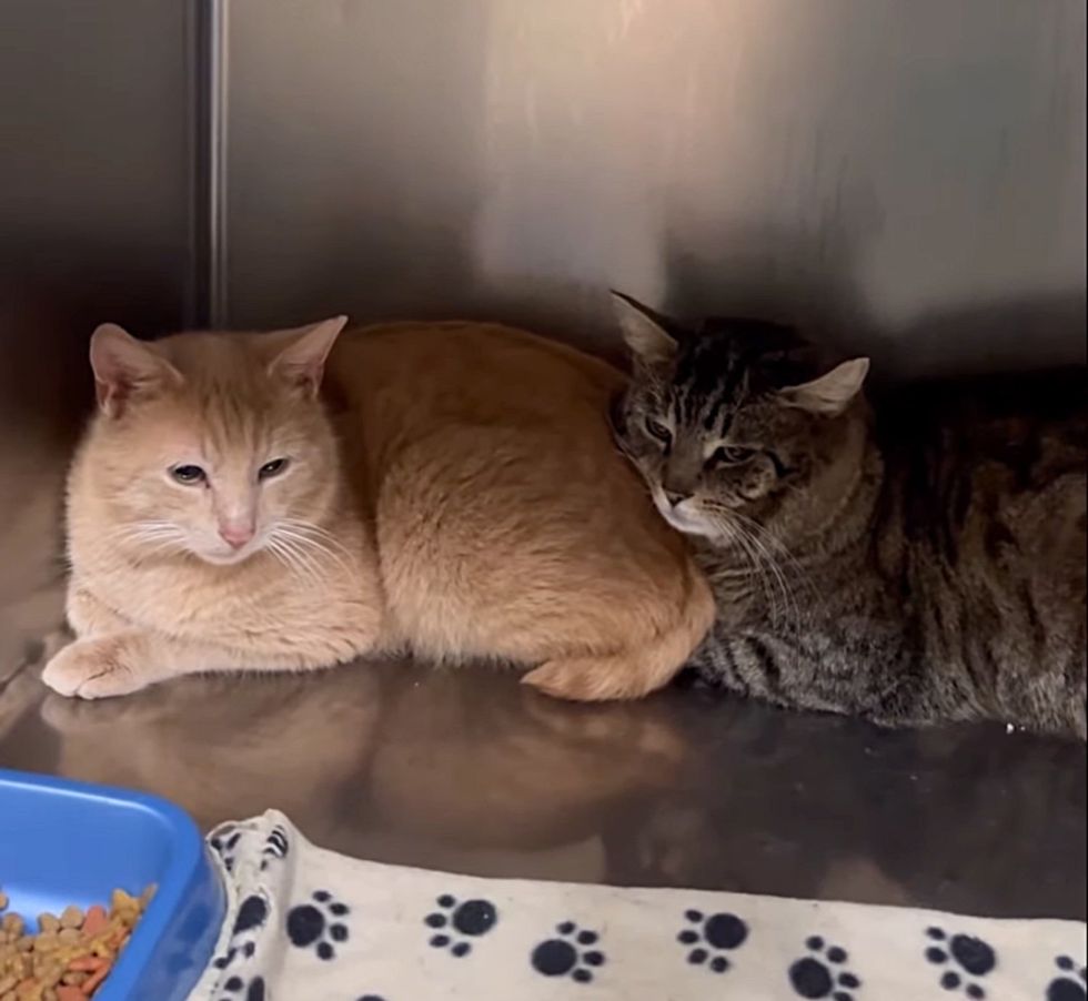 bonded feline  brothers shelter