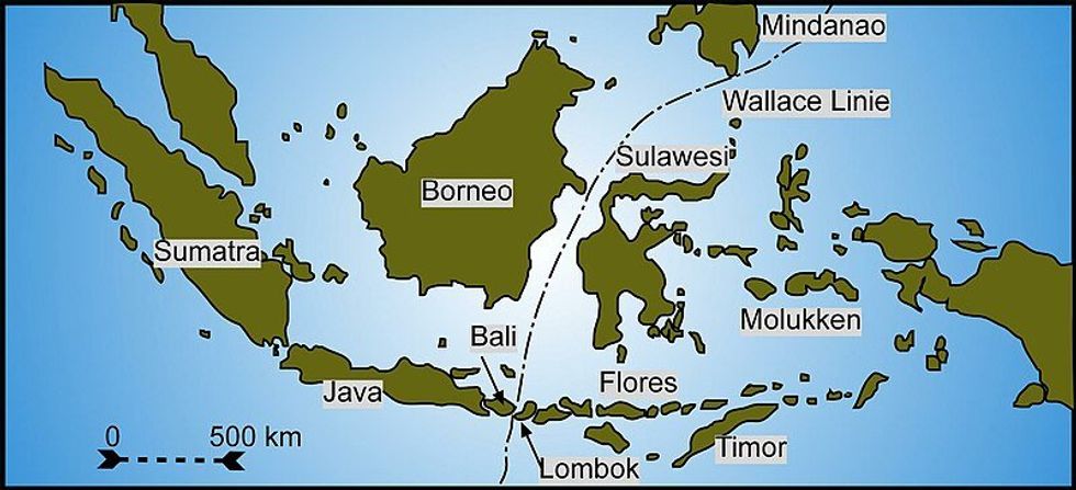 Why this &apos;imaginary&apos; line separates Asian animals from the species you find in Australia