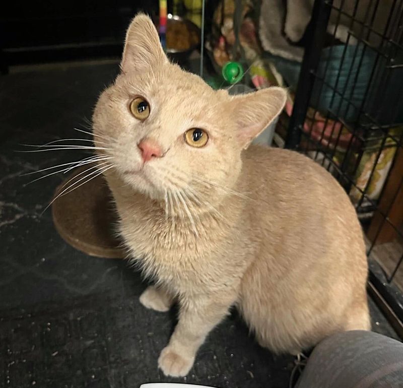 orange cat indoors