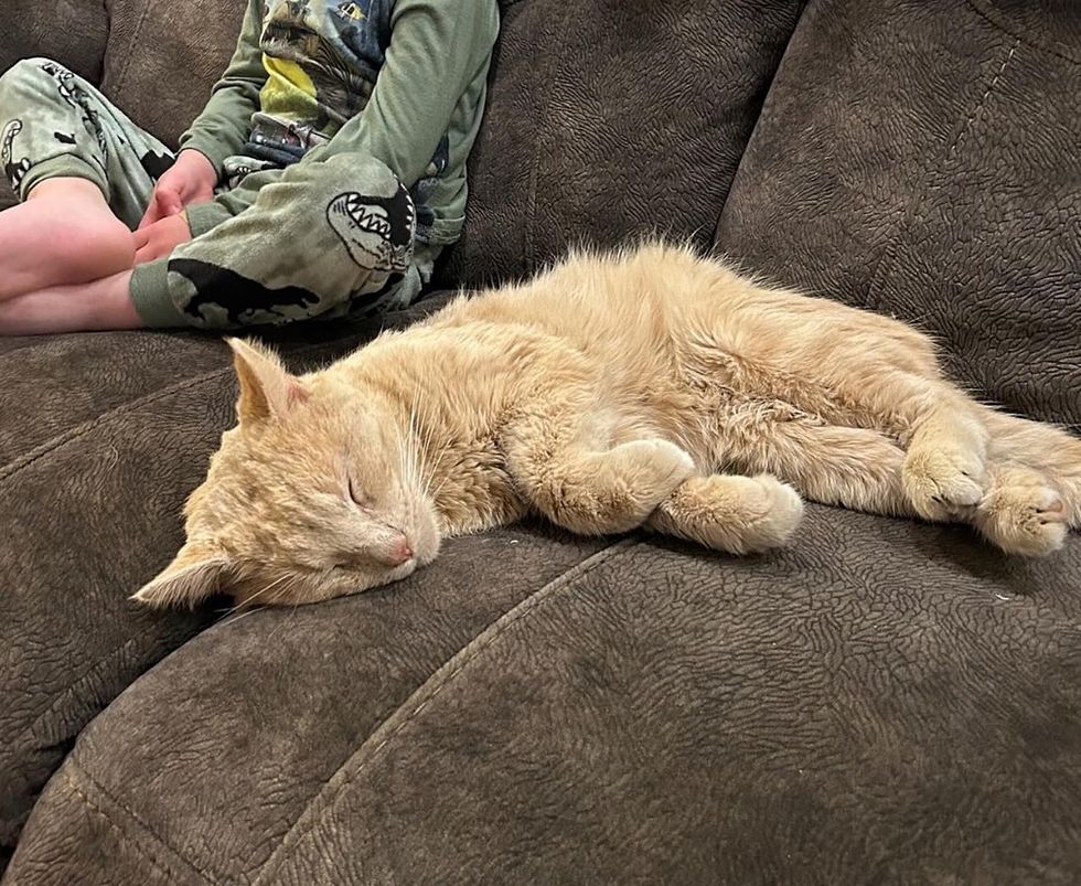 sleeping cat couch