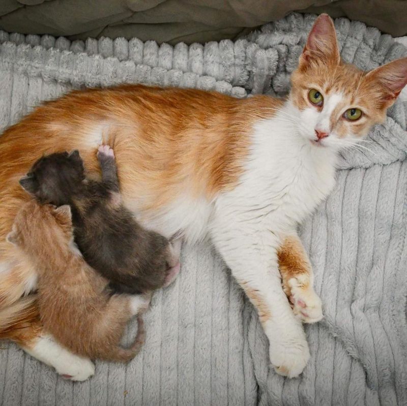 cat nursing kittens