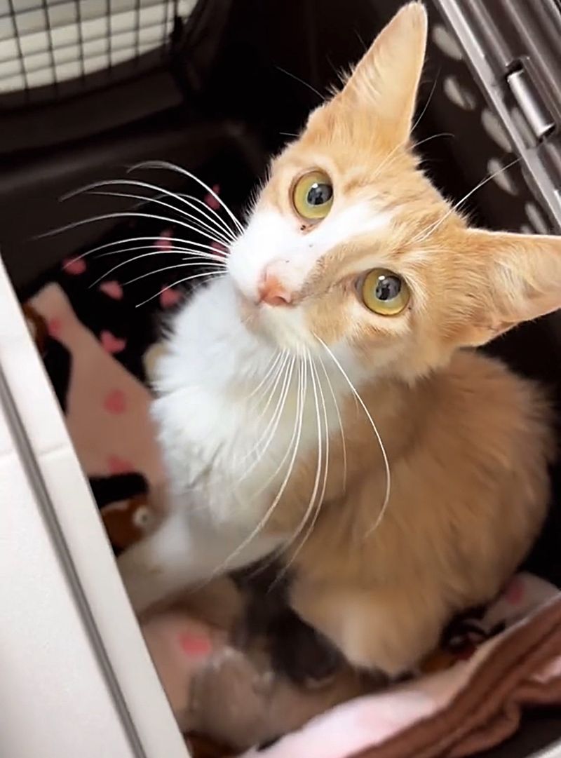 cat rescued sweet