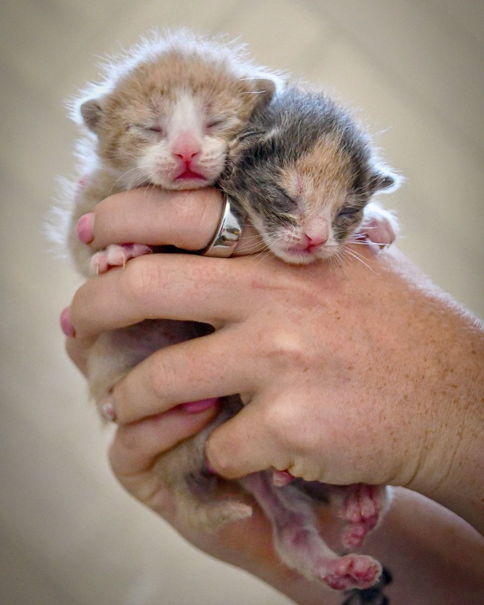 gatitos recién nacidos pequeños