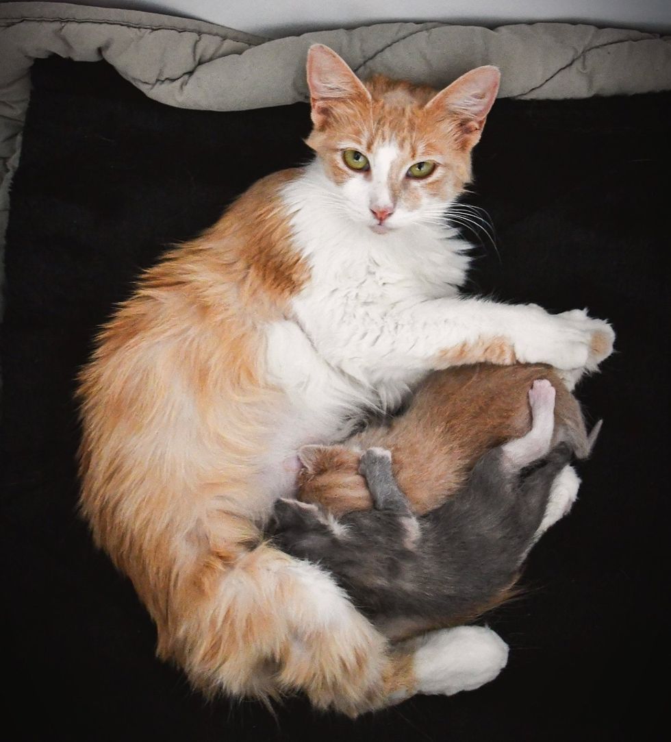 sweet cat nursing kittens