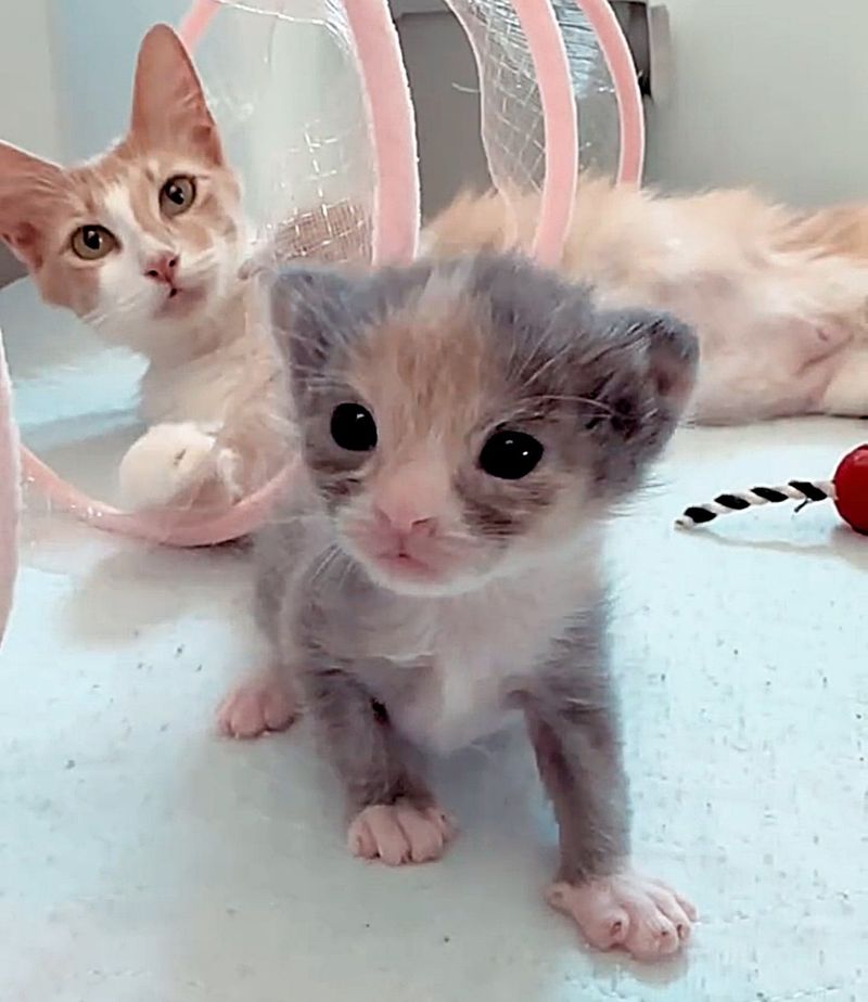 cat watches kitten