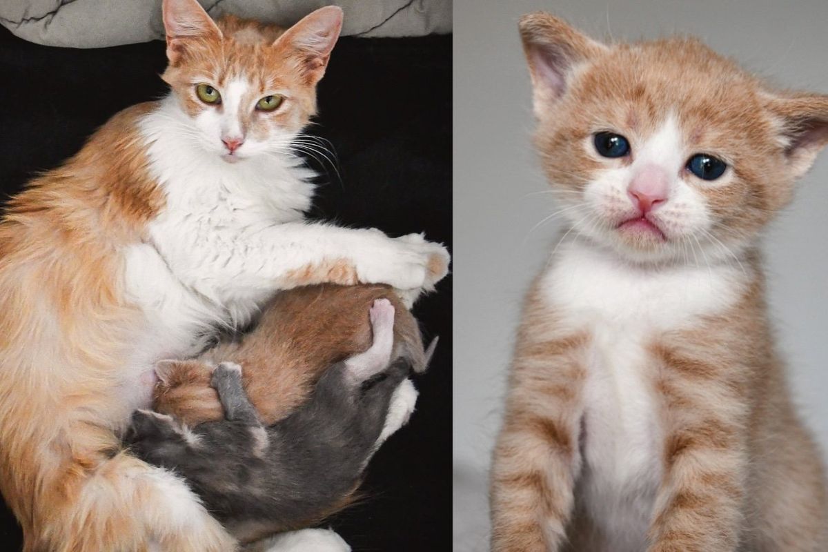 Cat Found in a Field Doing Everything She Can for Her Kittens, Now Has a Whole Family to Pamper Her
