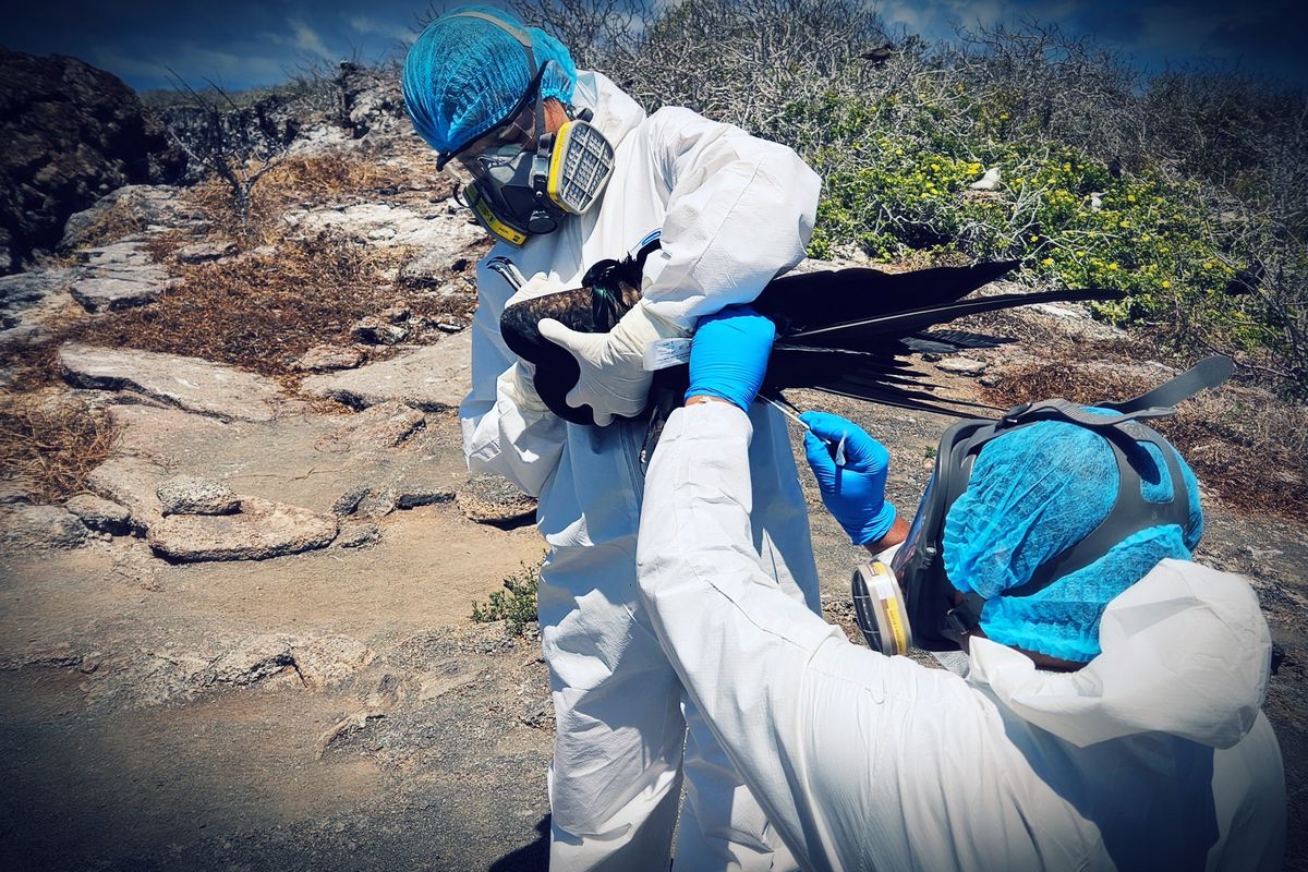 Tornano i virologi e invocano nuovi sieri: «La futura pandemia sarà quella d’aviaria»