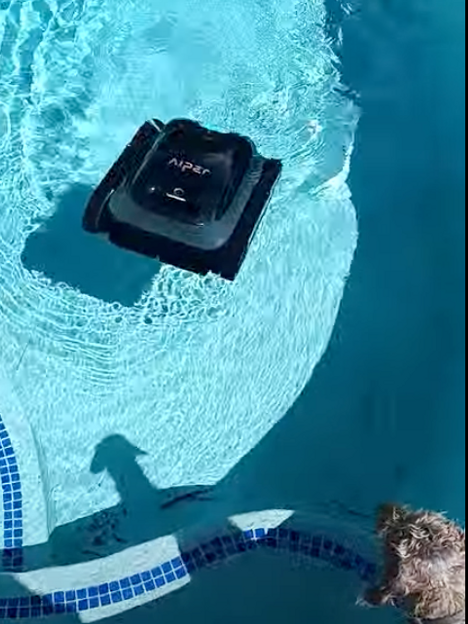 a photo of the Aiper Scuba S1 Cordless Robotic Pool Cleaner starting to go under the water in a pool with Scruffy, our dog, watching