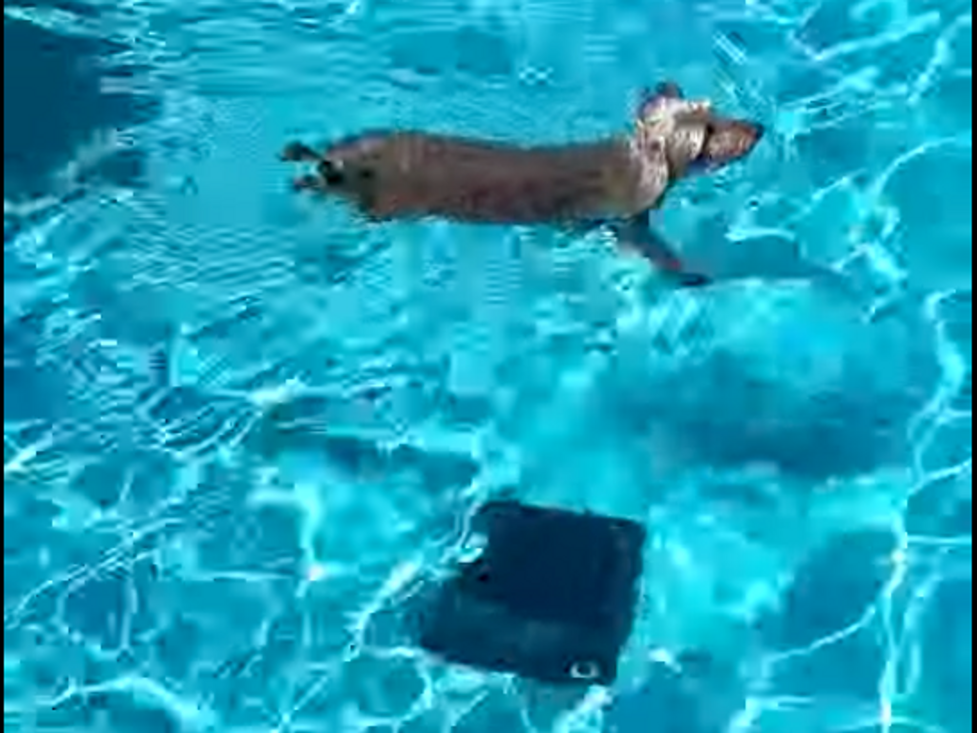 a photo of Scruffy and Aiper Scuba S1 Cordless Robotic Pool Cleaner in a pool