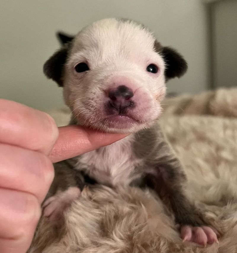 sweet runt puppy