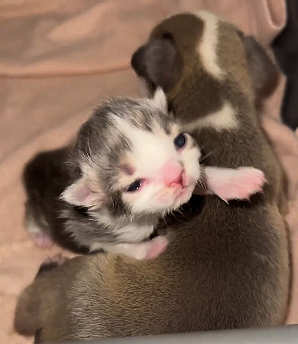kitten snuggle puppy