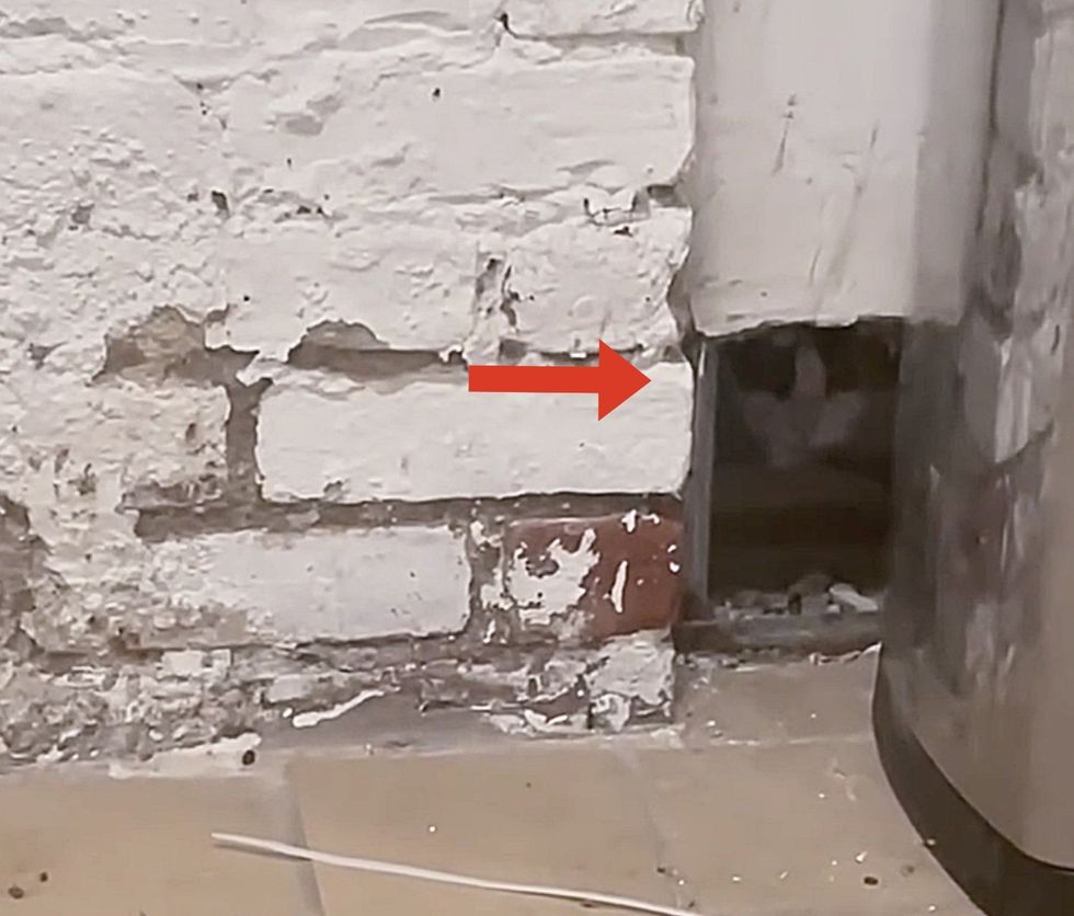 stray cat wall hole