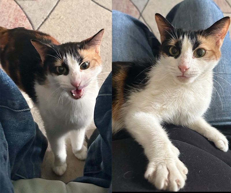 calico cat lap time