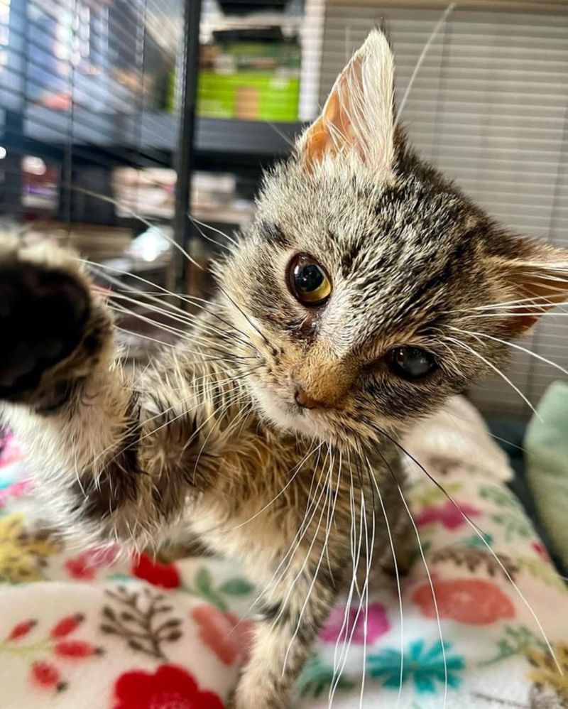 sweet kitten playful