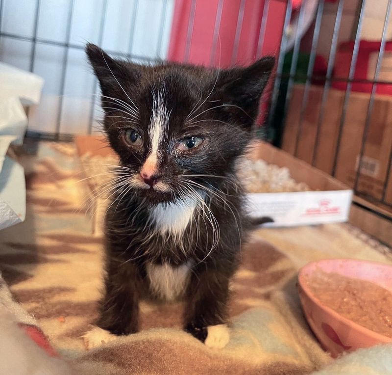 tuxedo kitten rescue