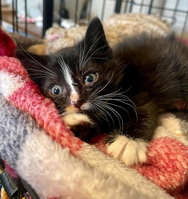 tuxedo kitten paws